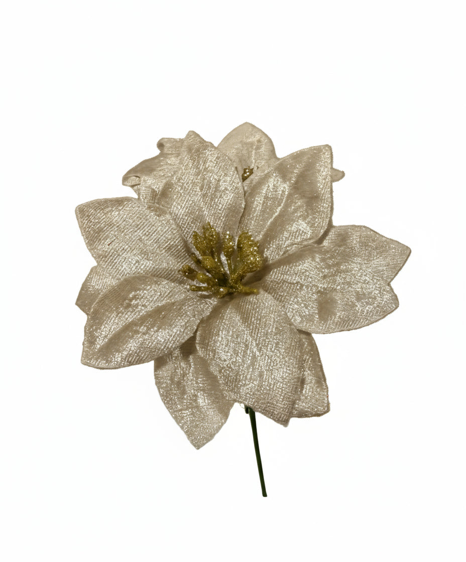 Craciunita catifea auriu 10 cm