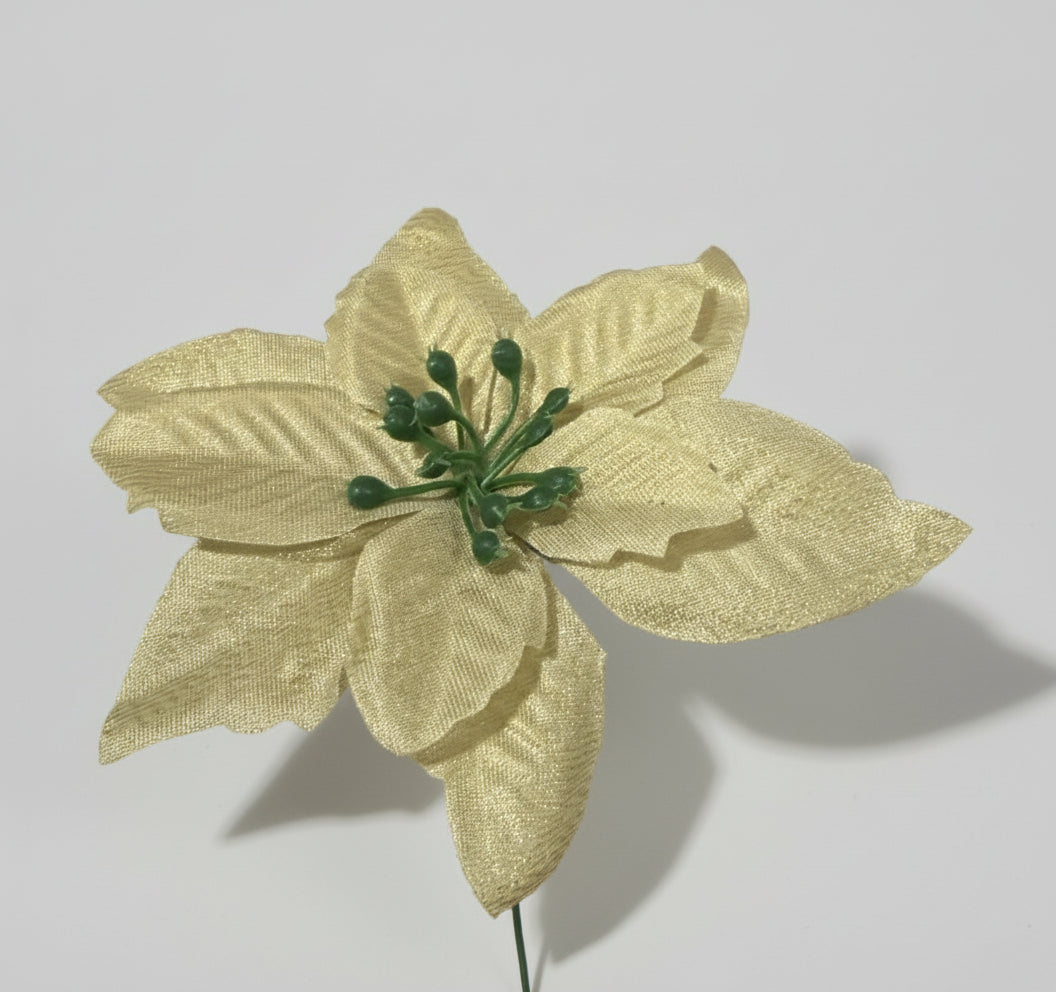 Craciunita auriu 13 cm