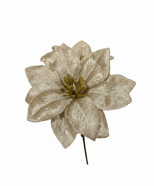 Craciunita catifea auriu 10 cm